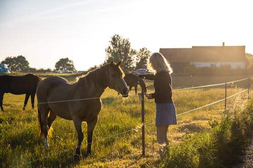 Free A Woman Petting a Horse Stock Photo