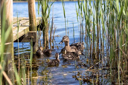 Free A duck and her ducklings swim near a wooden jetty in a reedy lake in Denmark. Stock Photo