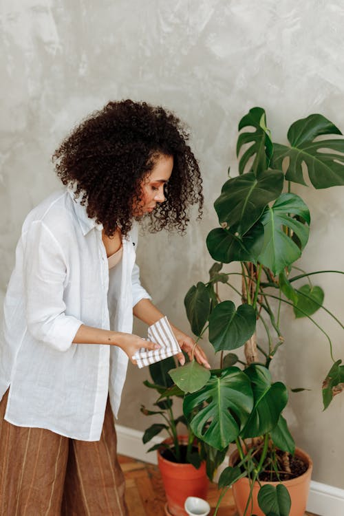 Woman Cleans Monstera Leaves