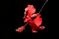 深黑色背景下，一朵引人注目的红色芙蓉花孤立绽放，细节生动鲜明