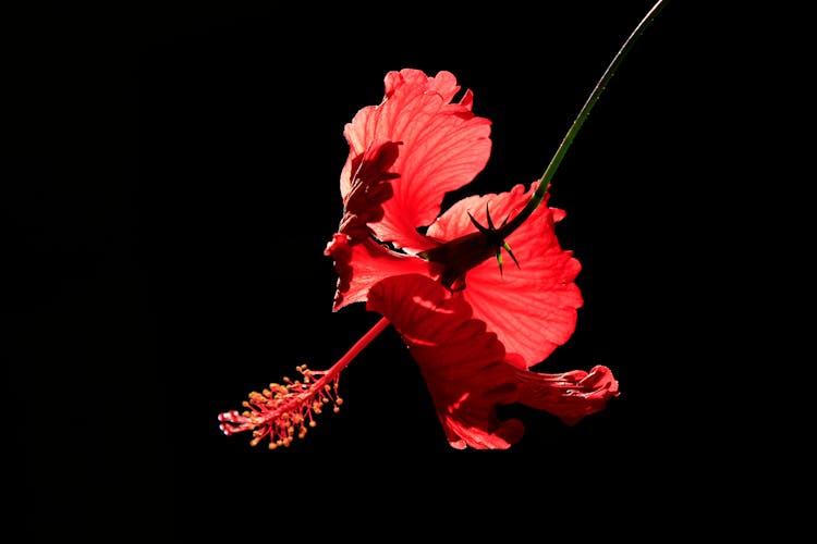 Red Hibiscus