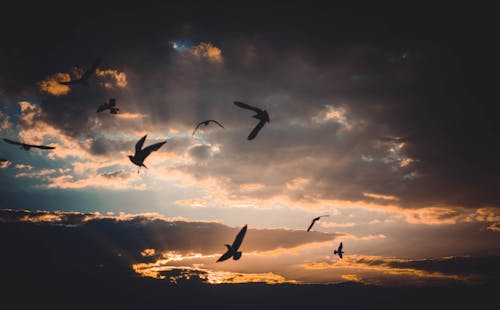 Vogelschwarm Fliegt Während Der Abenddämmerung über Den Himmel