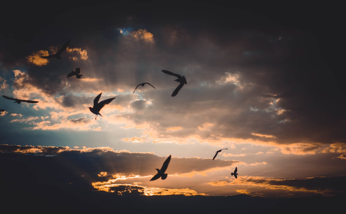 Flock of Birds Flying Above Sky during Dusk