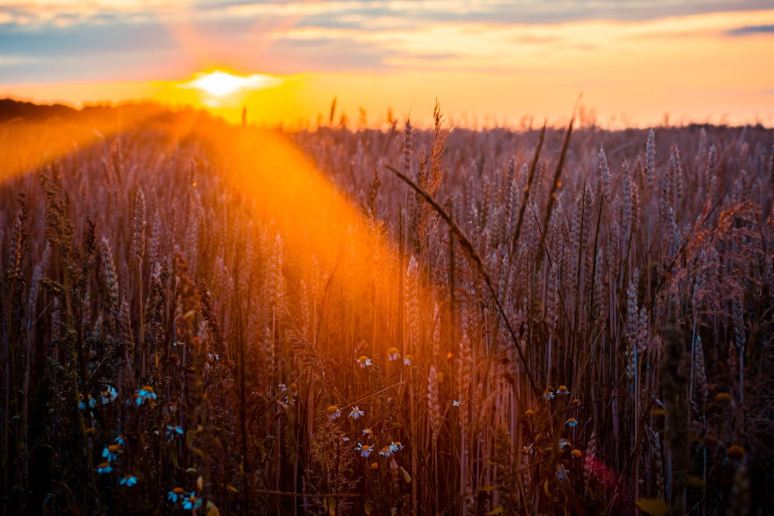 Free Photography of Wheat Stock Photo