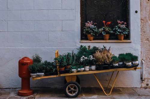 Free Garden cart with various potted plants against masonry house with blooming flowers on windowsill in daytime Stock Photo