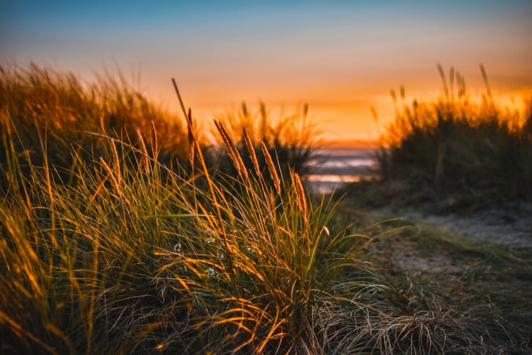 Green Grass Beside Sea