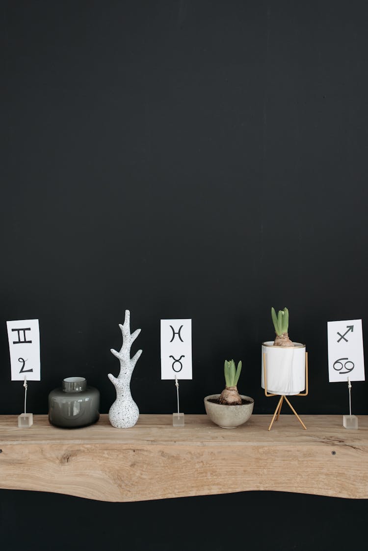 Plants Over A Wooden Bench