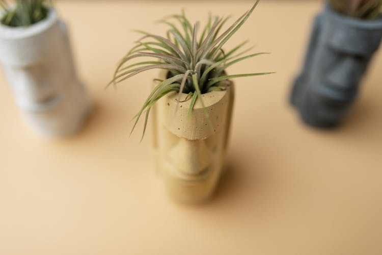 Tiny Tillandsia Plant In Ornamental Head Shaped Plant Pot