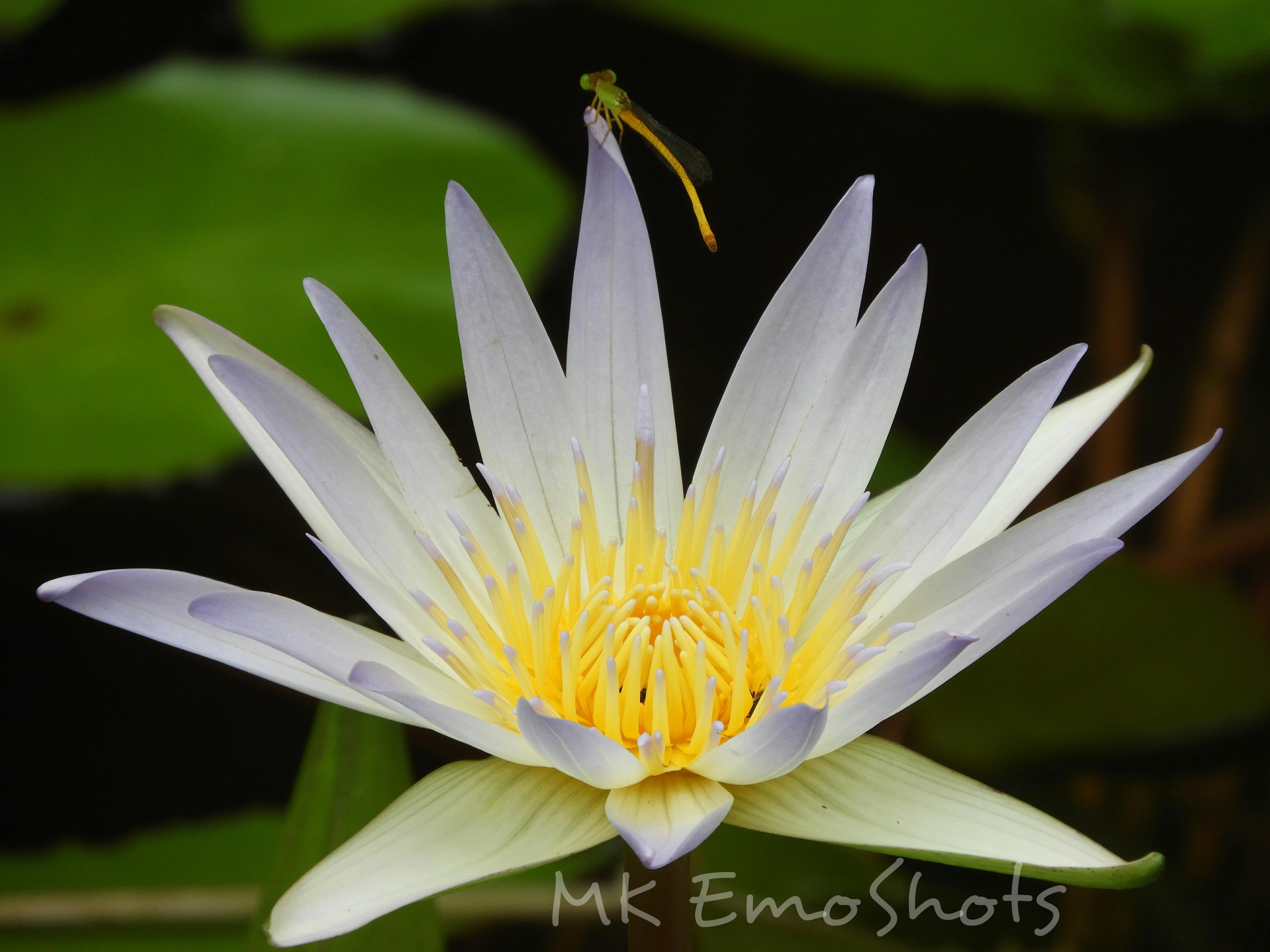 Free stock photo from MK · Pexels