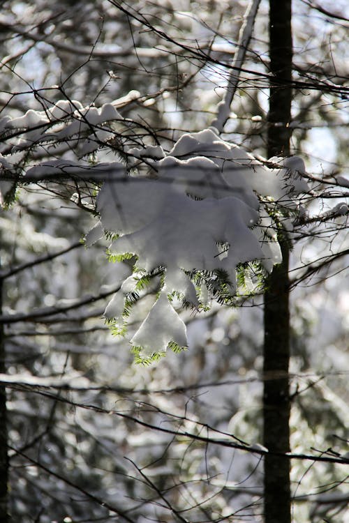 Foto profissional grátis de árvore, inverno, neige