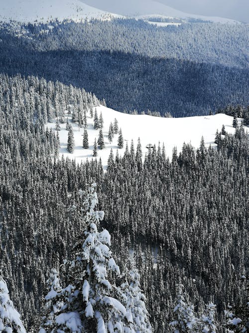 Drone Shot of Trees Covered in Snow