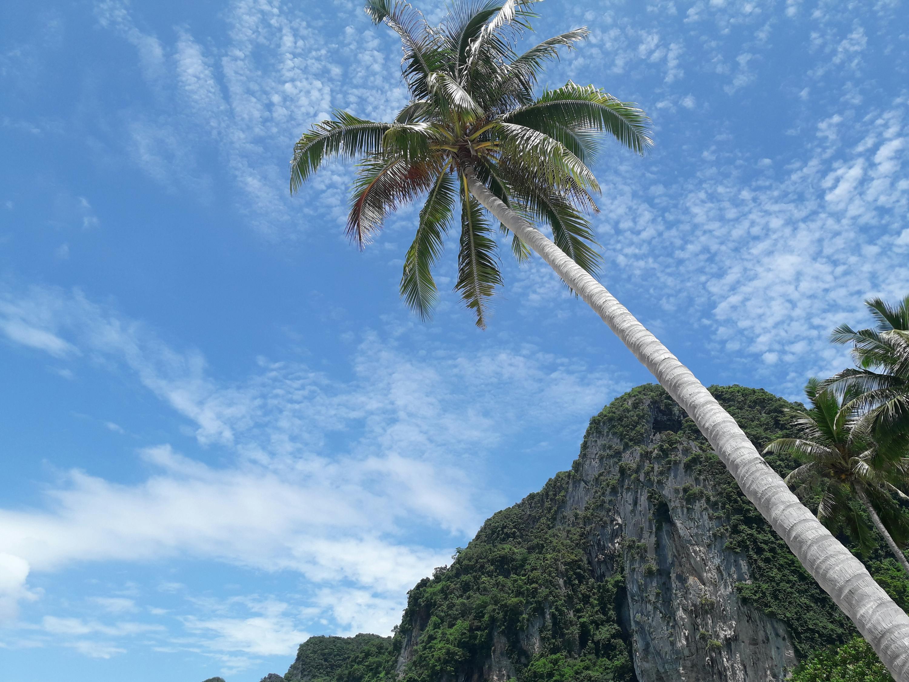 Free stock photo of coconut tree