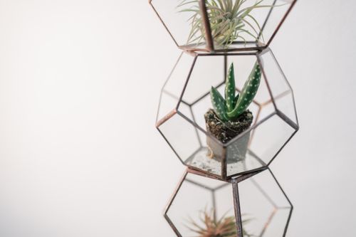 Free Aesthetic geometric terrarium holding diverse indoor plants in stylish glass containers. Stock Photo