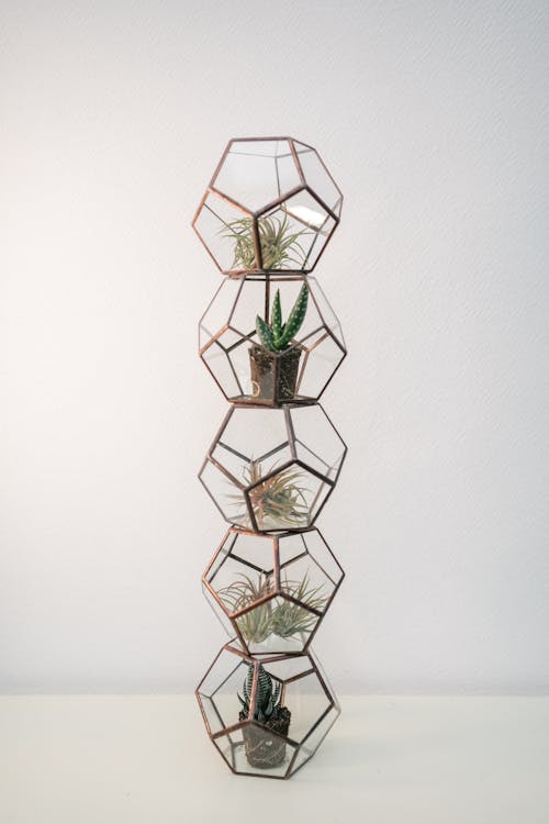 Green Plants in Glass Geometric Vases