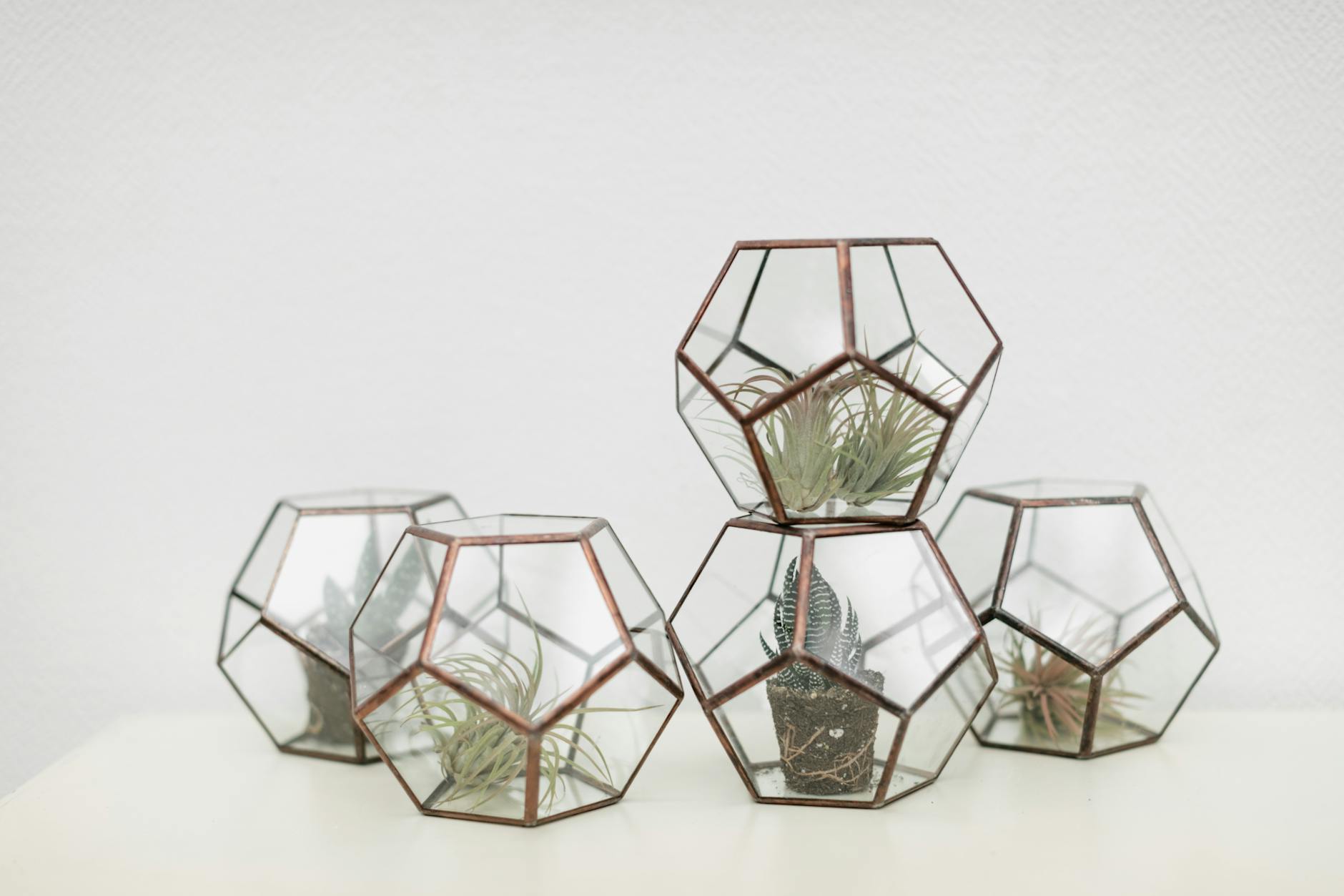 Air Plant In A Terrarium Or Hanging Globe