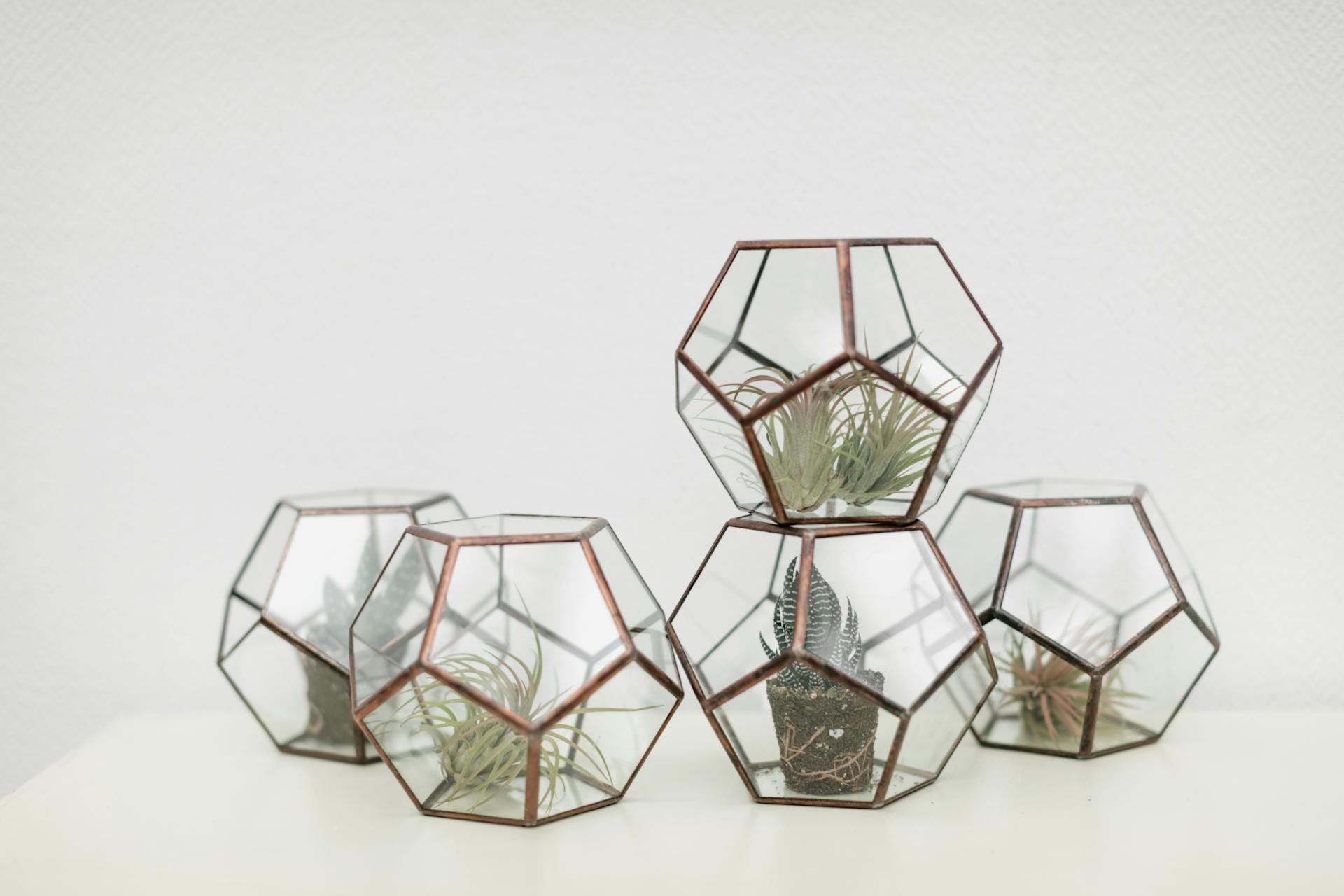 Little Succulents in Geometric Glass Containers