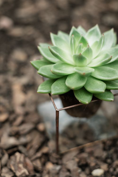 Free Close-up of a green succulent plant displayed on a metal stand against brown soil background. Stock Photo