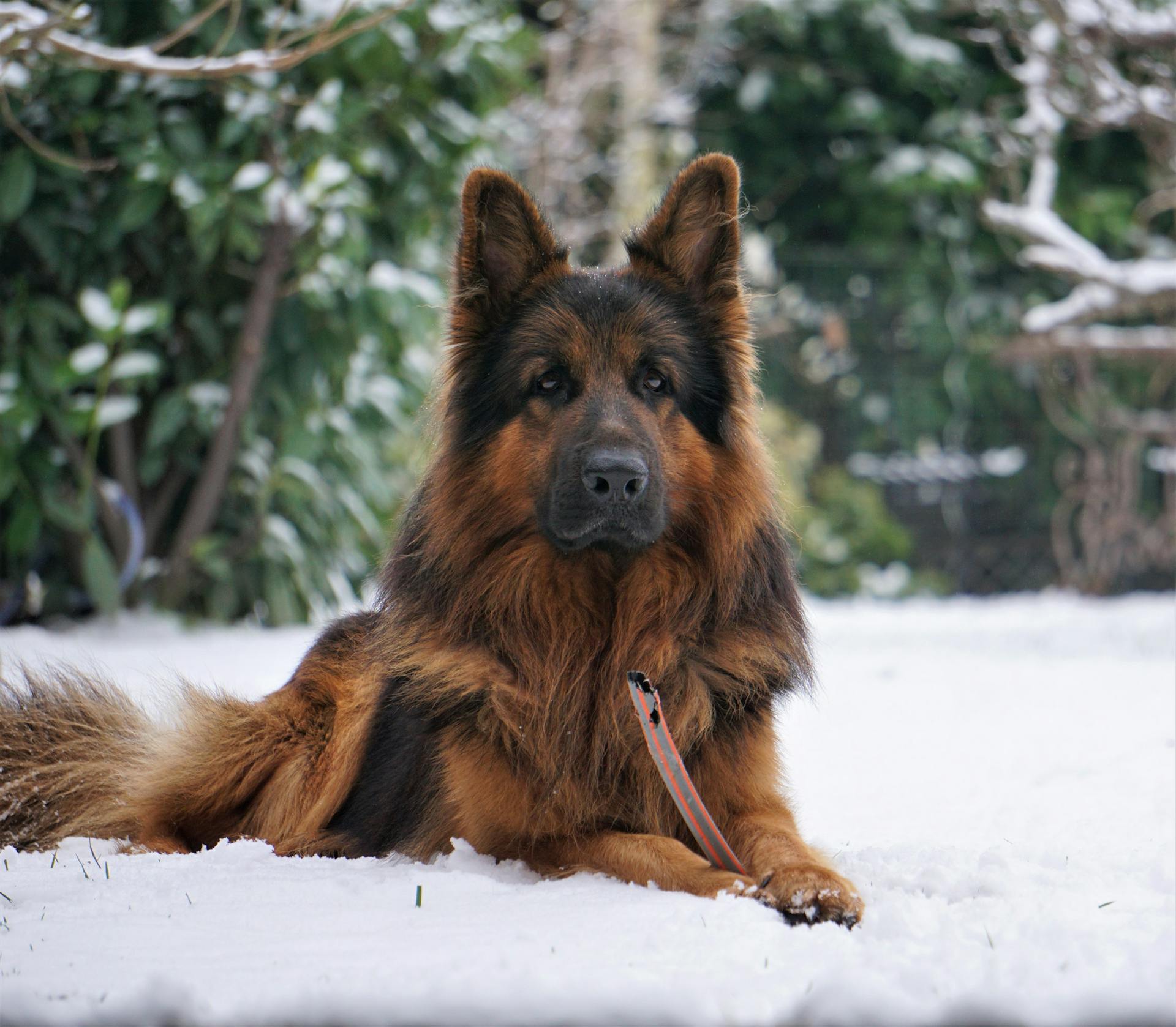 Portret van een Duitse herdershond die in de sneeuw ligt