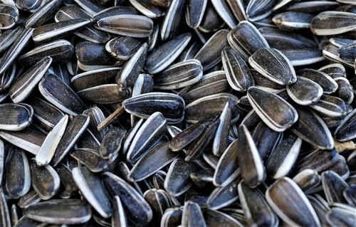 Free Detailed close-up image showcasing a pile of sunflower seeds, highlighting texture and nutrition. Stock Photo