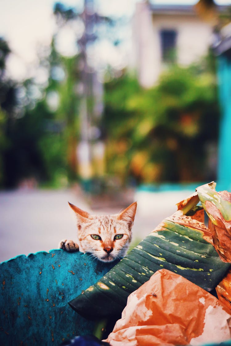 Stray Cat Near Trash Can On Street