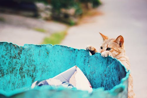 Homeless cat near trash can with garbage