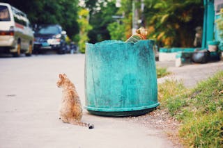 Red stray cat sitting on asphalt sidewalk near shabby trash can with garbage on street with cars and green trees