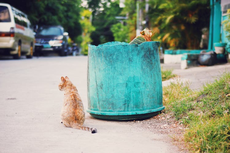 Homeless Cat Sitting Near Trash Can