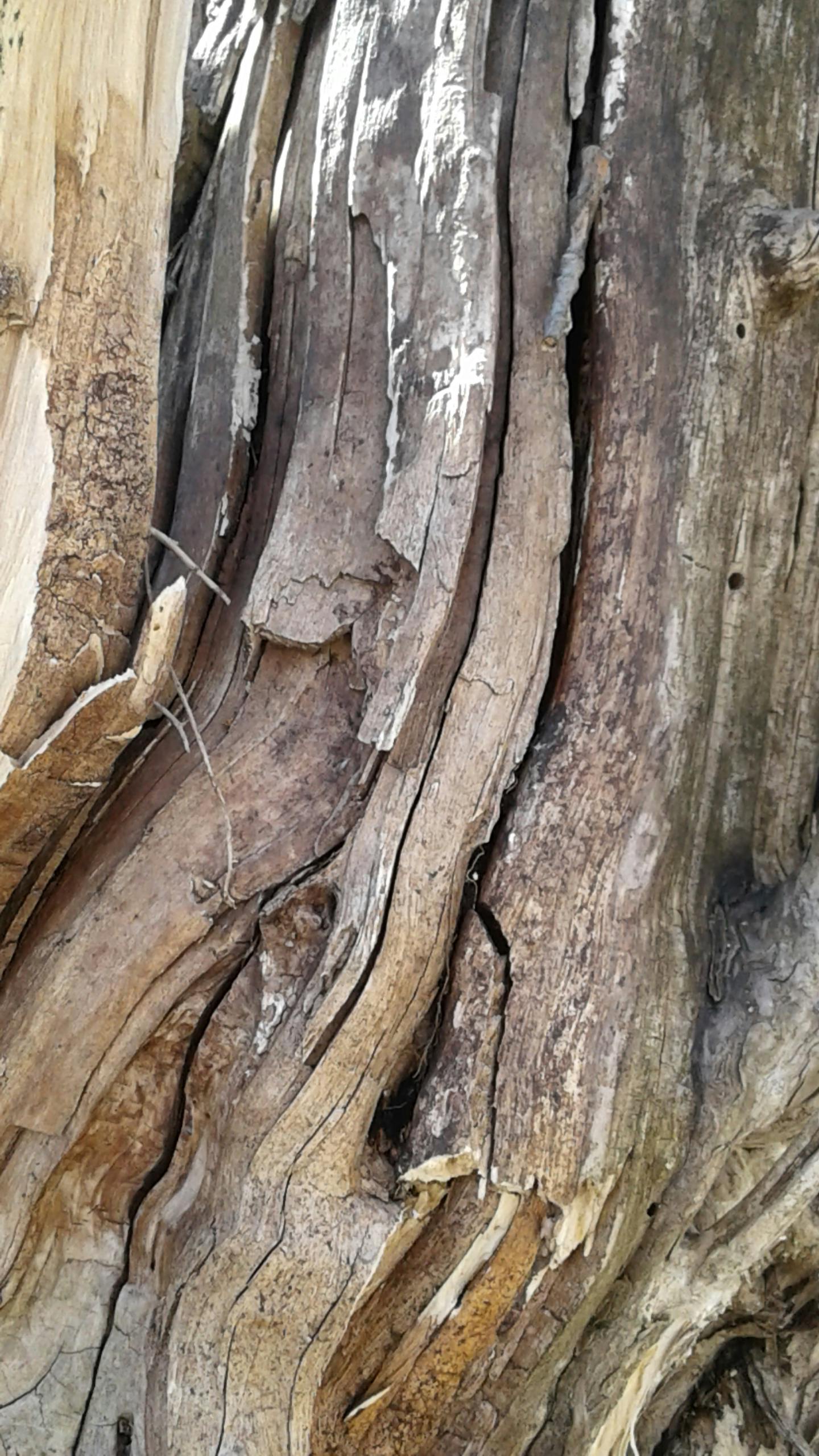 Free stock photo of tree bark, tree texture