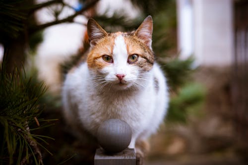 Free Close-up Photo of Tricolor Cat Stock Photo