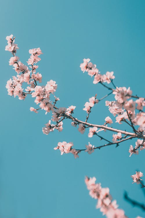 Free Pink Cherry Blossom Flowers on a Branch Stock Photo