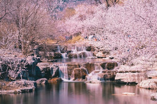 Kostenloses Stock Foto zu blühenden bäumen, kaskaden, kirschblüten