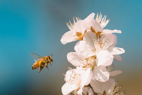 Free stock photo of bee, beijing, parque