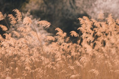 Free Serene autumn landscape featuring soft-focus dry grasses swaying gently. Stock Photo