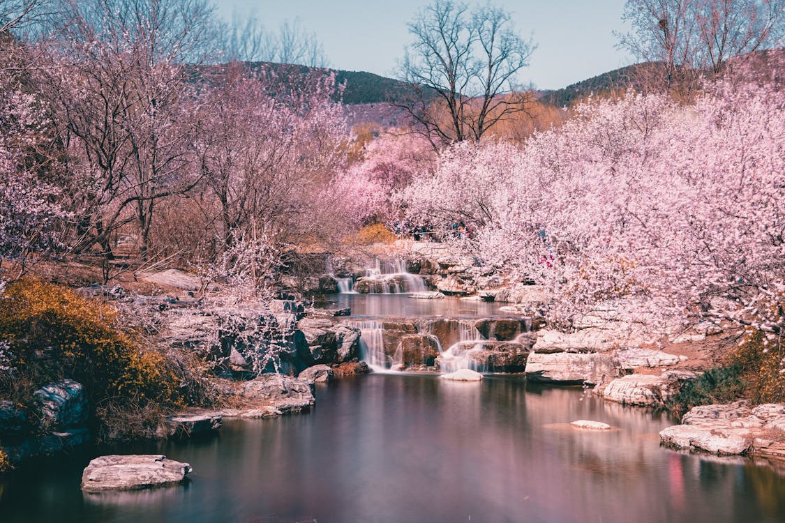 A Stream in Spring · Free Stock Photo