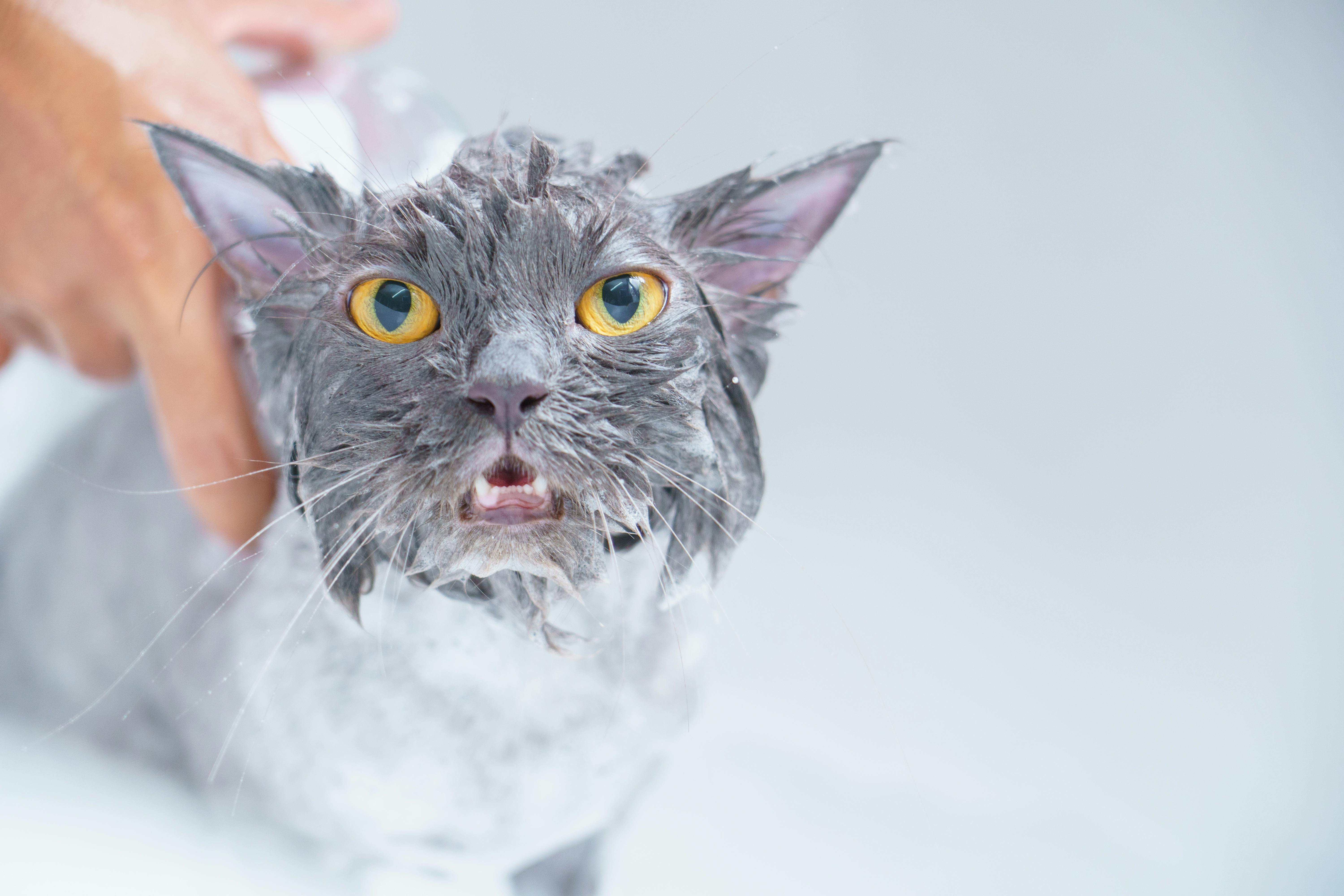 Close-Up Shot of a Gray Cat · Free Stock Photo