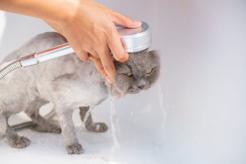 how should i bathe my cat