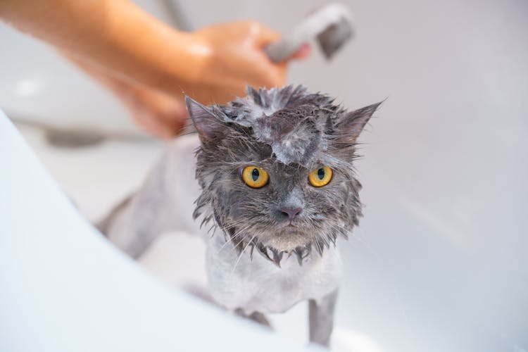 Photograph Of A Cat Bathing