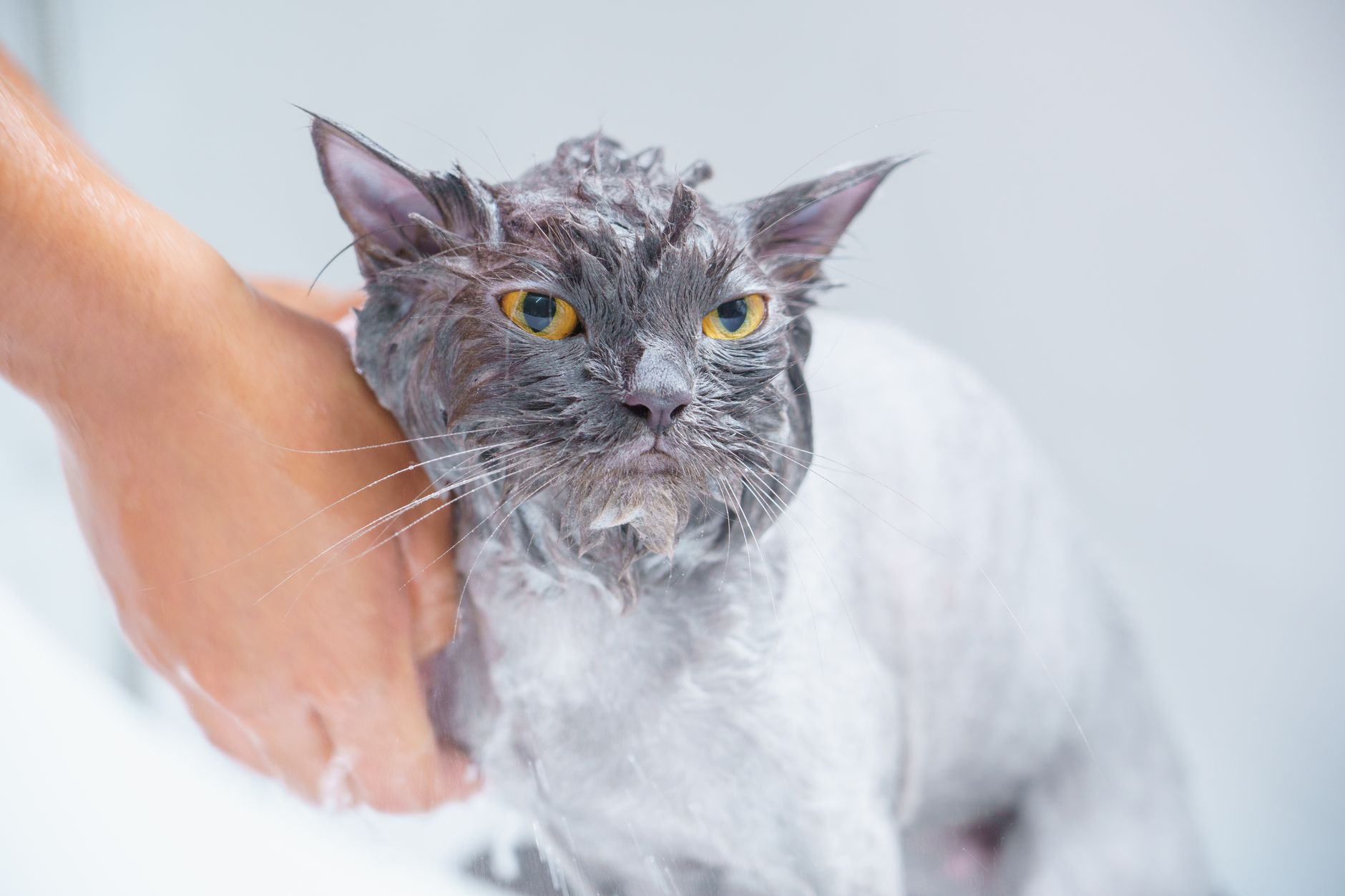 Cat grooming itself in systematic pattern representing earth sign ritual and routine preferences