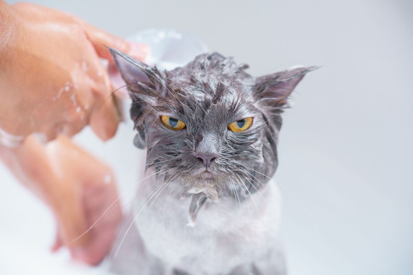 Mèo xám đang được tắm bằng shampoo, minh họa việc kiểm tra da và lông khi mèo xuất hiện gàu sau khi tắm