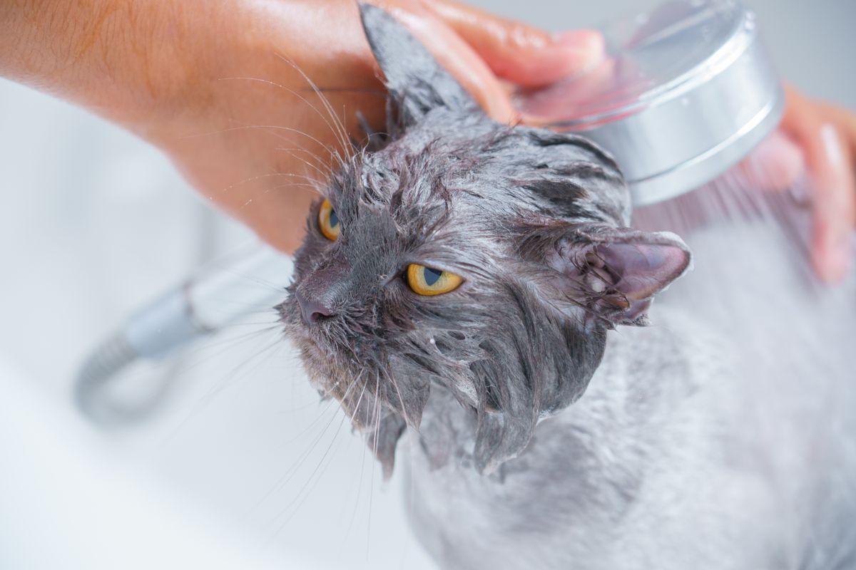 Comment laver un chat ? - Que faire si mon chat a horreur de l’eau ?