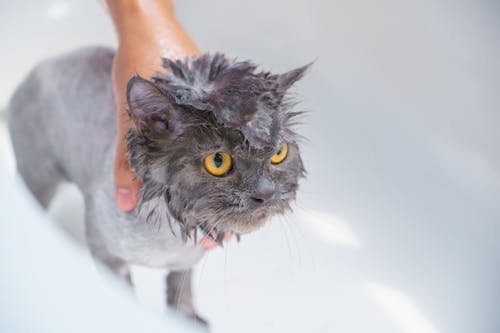 Free A Person Holding a Cat Stock Photo