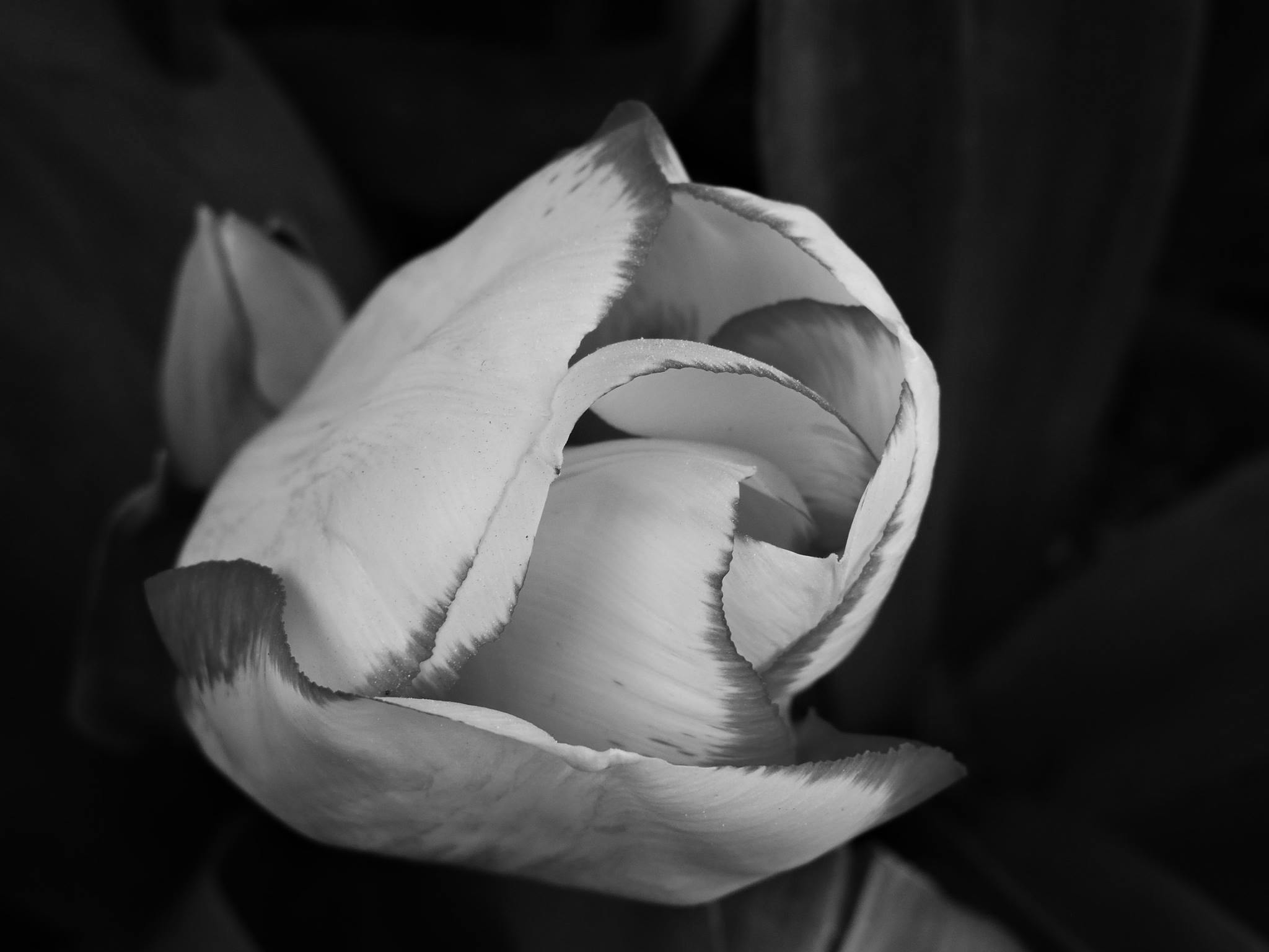  sketsa  bunga  Gambar  Bunga  Tulip  Hitam  Putih 