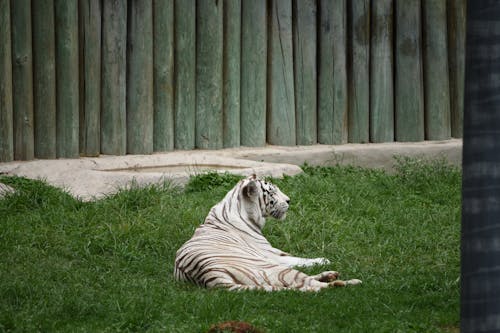 Gratis stockfoto met beest, bengaalse tijger, dierentuin