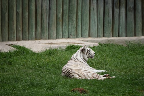 Gratis stockfoto met beest, bengaalse tijger, dierentuin