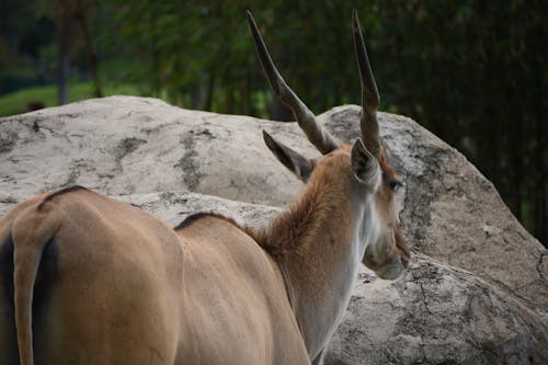 Gratis stockfoto met beest, dierentuin, dierentuindier