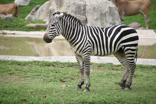 Gratis stockfoto met beest, dierentuin, dierentuindier