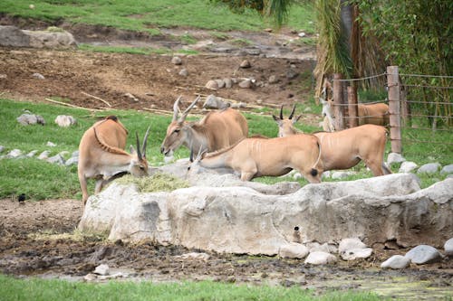 Gratis stockfoto met beest, beesten, dierentuin