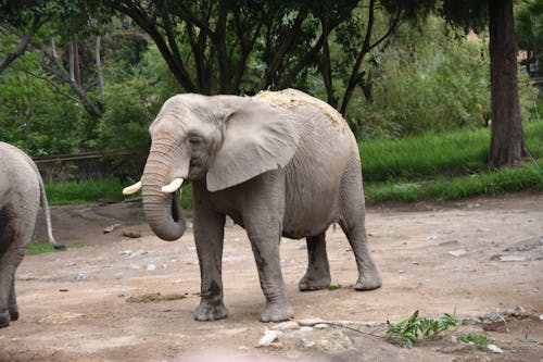 Free stock photo of animal, elephant, wild