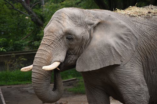 Free stock photo of animal, elephant, elephant trunk