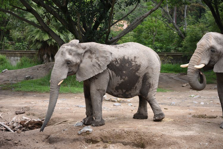 Elephants Walking At The Zoo